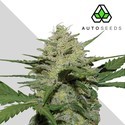Girl Scout Cookies frön (GSC) (Auto Seeds) Feminiserade