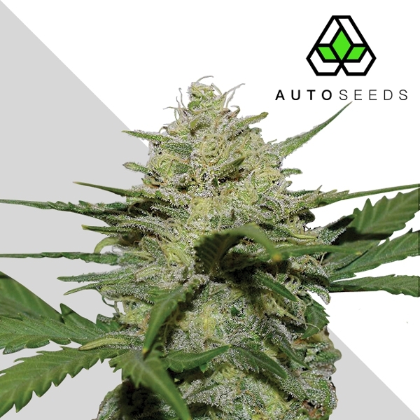 Girl Scout Cookies frön (GSC) (Auto Seeds) Feminiserade