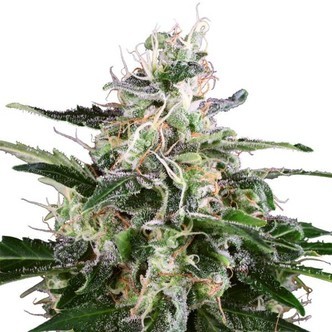 White Skunk Automatic (White Label) feminiserade cannabisfr&ouml;n