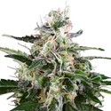 White Skunk Autoflower (White Label) Feminiserade