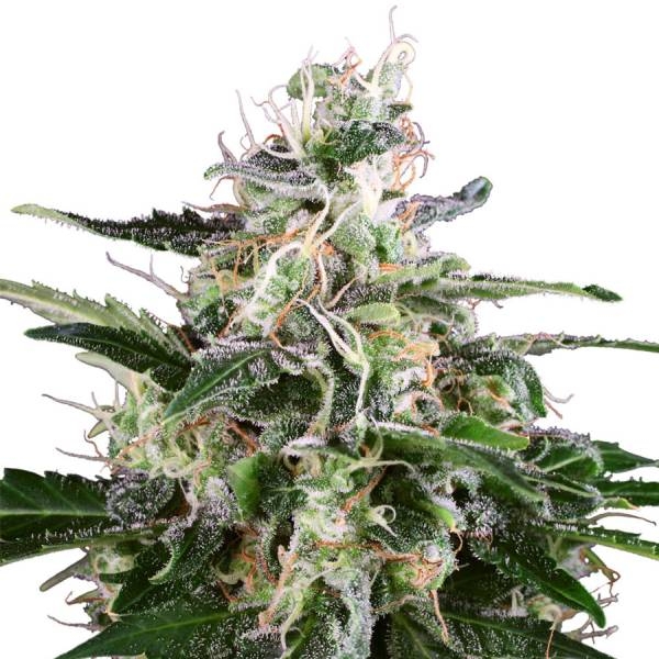 White Skunk Autoflower (White Label) Feminiserade