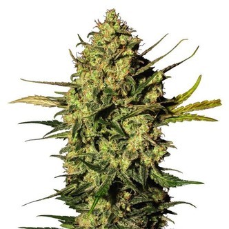 Master Kush Automatic (White Label) feminiserade