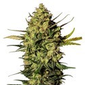Master Kush Autoflower (White Label) Feminiserade