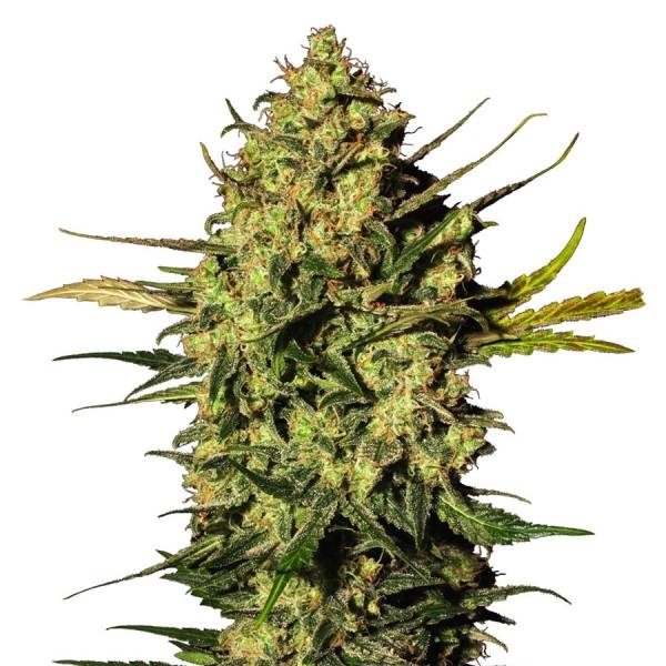 Master Kush Autoflower (White Label) Feminiserade