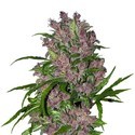 Purple Bud Autoflower (White Label) Feminiserade