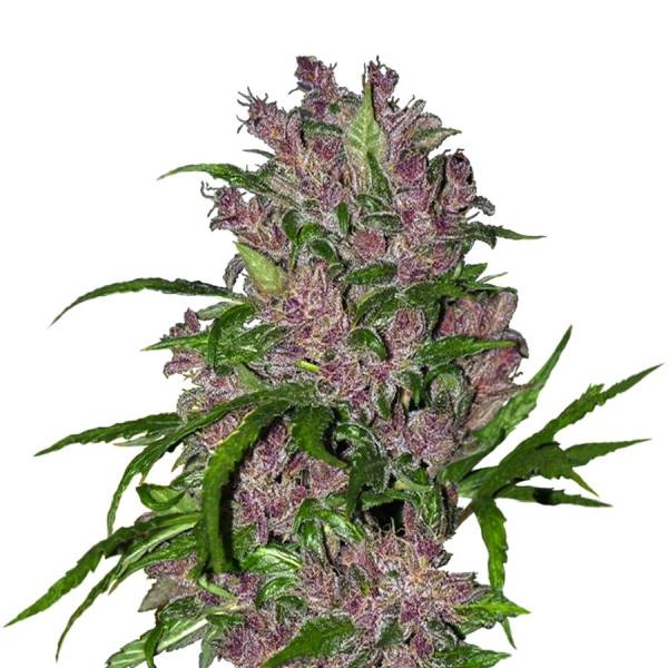 Purple Bud Autoflower (White Label) Feminiserade