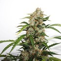 Auto Orange Bud (Dutch Passion) Feminiserade