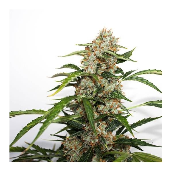 Auto Orange Bud (Dutch Passion) Feminiserade
