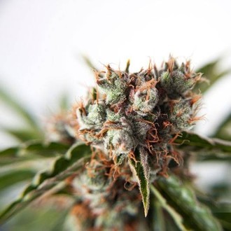 Auto Orange Bud (Dutch Passion) Feminiserade
