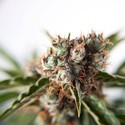 Auto Orange Bud (Dutch Passion) Feminiserade