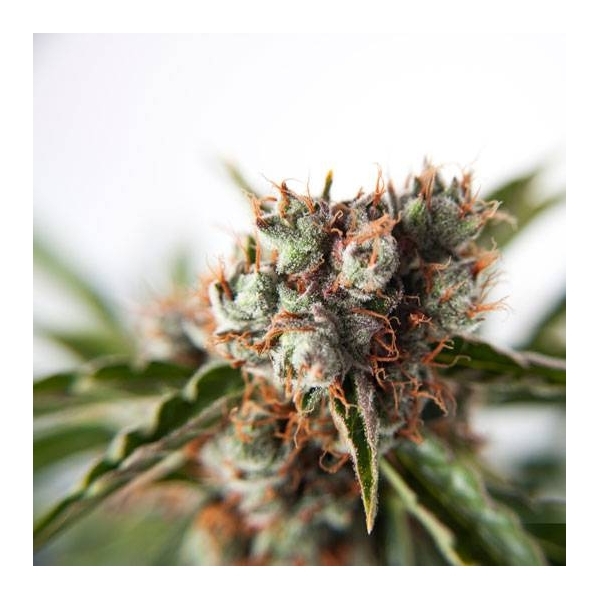 Auto Orange Bud (Dutch Passion) Feminiserade