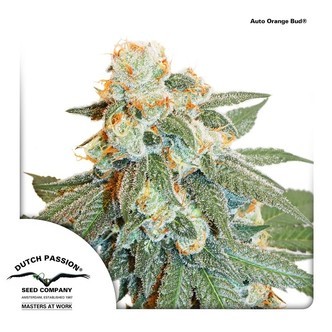 Auto Orange Bud (Dutch Passion) feminiserade cannabisfr&ouml;n