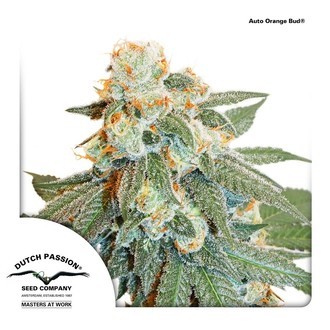 Auto Orange Bud (Dutch Passion) Feminiserade
