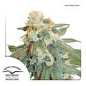 Auto Orange Bud (Dutch Passion) Feminiserade