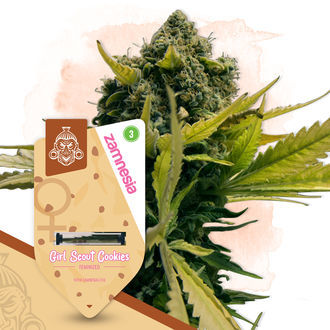 Girl Scout Cookies (Zamnesia Seeds) Feminiserade