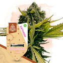 Girl Scout Cookies (Zamnesia Seeds) Feminiserade
