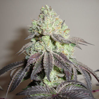 Girl Scout Cookies (Zamnesia Seeds) Feminiserade