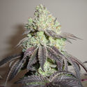 Girl Scout Cookies (Zamnesia Seeds) Feminiserade