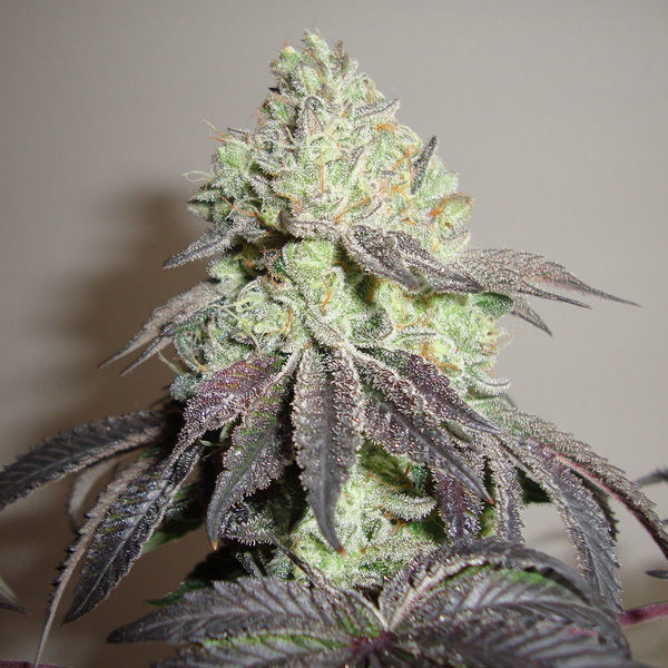 Girl Scout Cookies (Zamnesia Seeds) Feminiserade