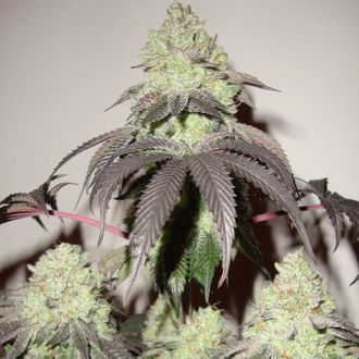 Girl Scout Cookies (Zamnesia Seeds) Feminiserade