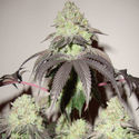 Girl Scout Cookies (Zamnesia Seeds) Feminiserade