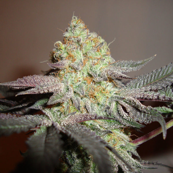 Girl Scout Cookies (Zamnesia Seeds) Feminiserade