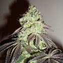 Girl Scout Cookies (Zamnesia Seeds) Feminiserade