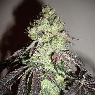 Girl Scout Cookies (Zamnesia Seeds) Feminiserade