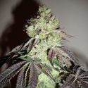 Girl Scout Cookies (Zamnesia Seeds) Feminiserade