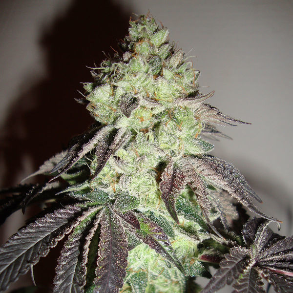 Girl Scout Cookies (Zamnesia Seeds) Feminiserade