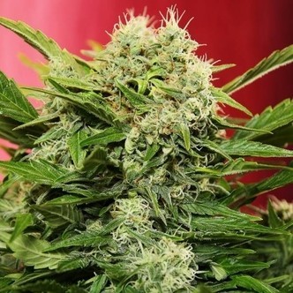 Chronic Ryder (Joint Doctor) feminiserade