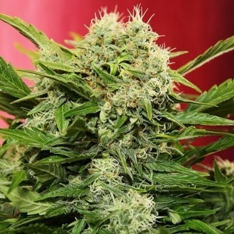 Chronic Ryder Autoflower (Doctor's Choice) Feminiserade