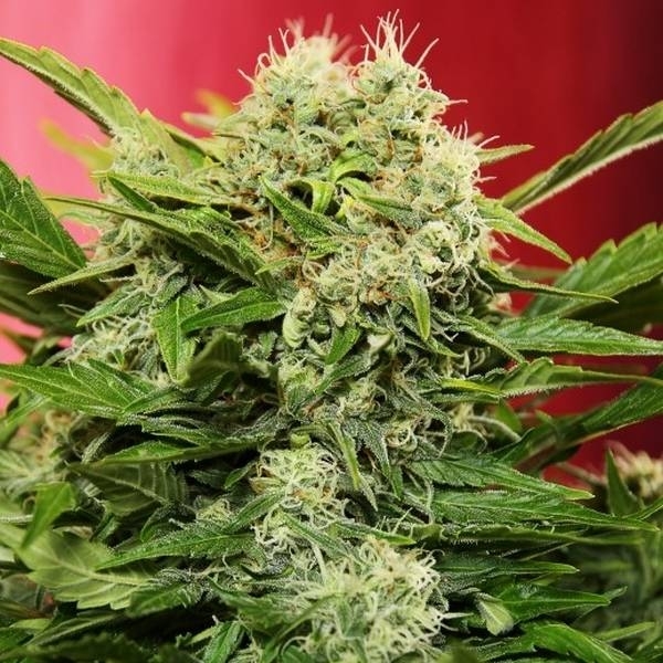 Chronic Ryder Autoflower (Doctor's Choice) Feminiserade
