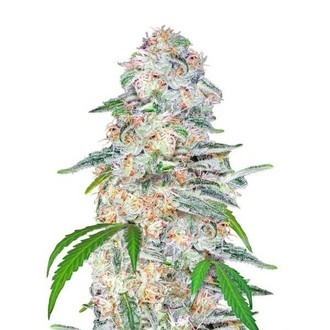Blue Dream'matic (FastBuds) Feminiserade