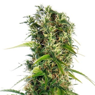 Michka (Sensi Seeds) Regulj&auml;r/feminiserad