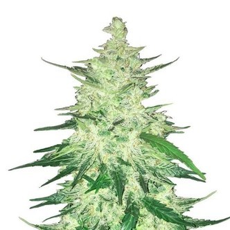 CBD Crack (FastBuds) Feminiserade cannabisfr&ouml;n