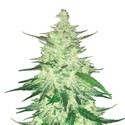 CBD Auto 1:1 (FastBuds) Feminiserade