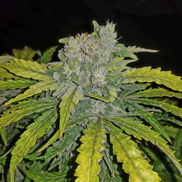 CBD Auto 1:1 (FastBuds) Feminiserade