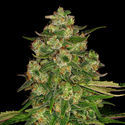 Banana (Zamnesia Seeds) Feminiserade