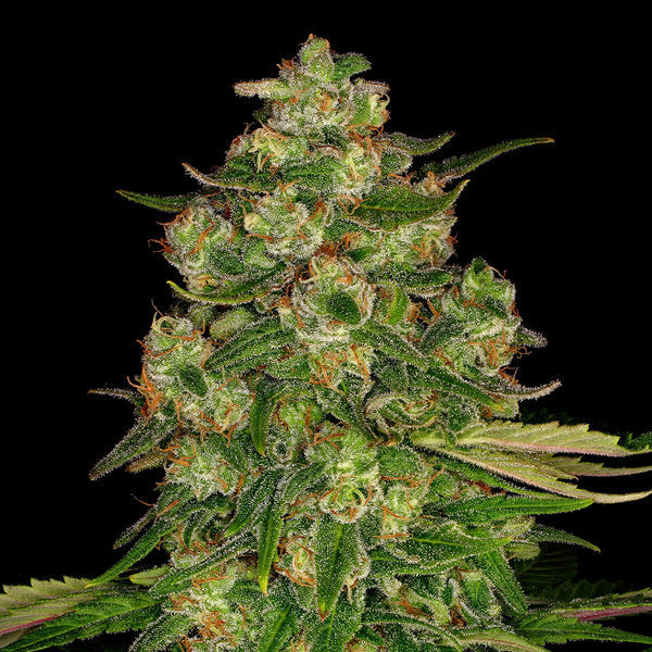 Banana (Zamnesia Seeds) Feminiserade