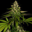 Banana (Zamnesia Seeds) Feminiserade