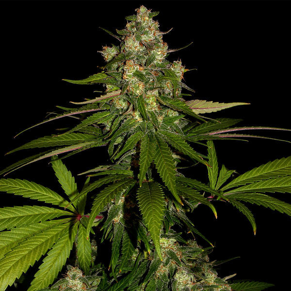Banana (Zamnesia Seeds) Feminiserade