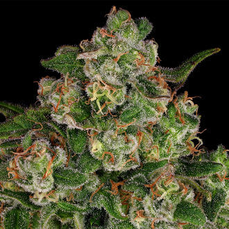 Banana (Zamnesia Seeds) Feminiserade