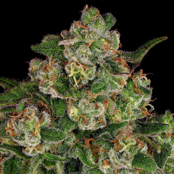 Banana (Zamnesia Seeds) Feminiserade