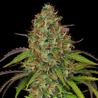 Lemon Power Haze (Zamnesia Seeds) Feminiserade