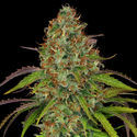 Lemon Power Haze (Zamnesia Seeds) Feminiserade
