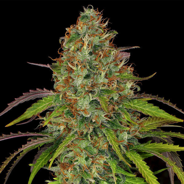 Lemon Power Haze (Zamnesia Seeds) Feminiserade