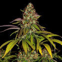 Lemon Power Haze (Zamnesia Seeds) Feminiserade