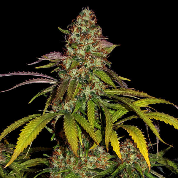 Lemon Power Haze (Zamnesia Seeds) Feminiserade