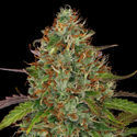 Lemon Power Haze (Zamnesia Seeds) Feminiserade